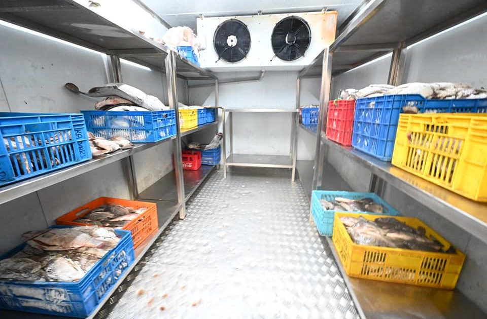 Commercial cold room with fish storage crates